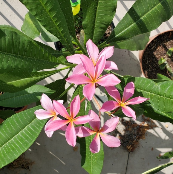 Meet your Posher, Catherine - Picture 6 of 6